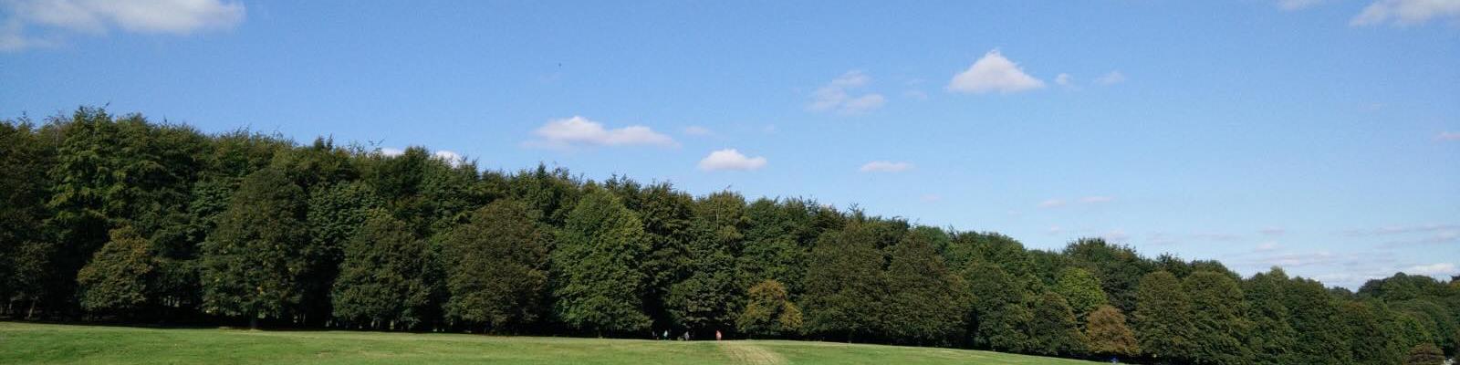 a line of trees along a green field 