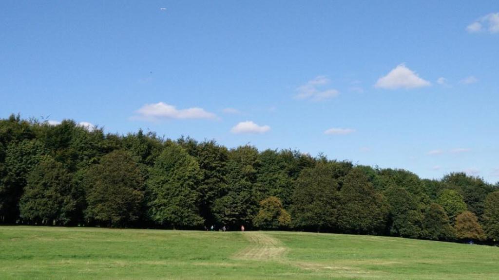 a line of trees along a green field 